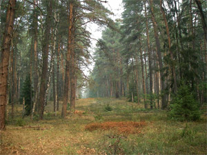 ступинский лес
