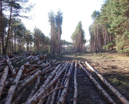 вырубка соснового леса